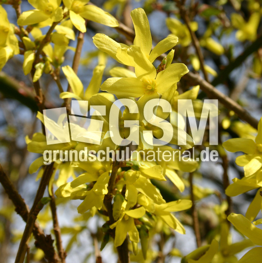 Forsythien-4.jpg